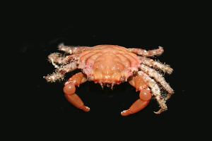 Red Emerald Crab Thumbnail