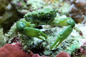 Green Emerald Crab Thumbnail