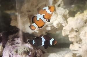 Black Clown fish Thumbnail