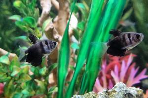 Black Tetra Thumbnail