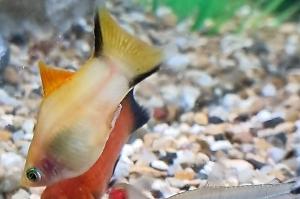 Platy Thumbnail