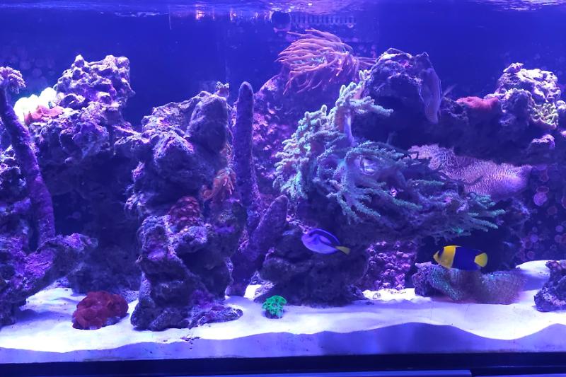 Dan's Red Sea Reefer 525xl  Thumbnail