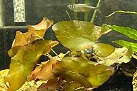 Dwarf Water Lily Thumbnail