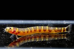 Khuli Loach Thumbnail