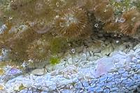 Zoanthids Thumbnail