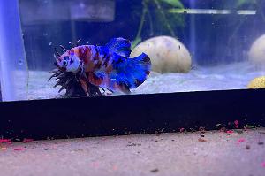 Galaxy koi betta male (buddy) Thumbnail