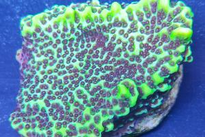 Montipora Confusa Thumbnail