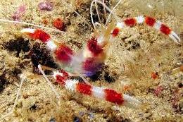 Coral Banded Shrimp Thumbnail