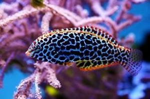 Leopard Wrasse  Thumbnail