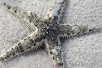 Sand Shifting Starfish