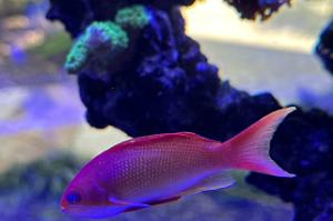 Lyretail Anthias Thumbnail