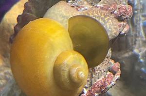 Gold Mystery Snail Thumbnail