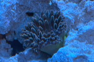 Bubble-tip Anemone Thumbnail