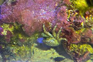 Emerald crab Thumbnail