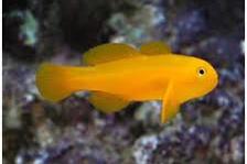 Yellow Coral Goby Thumbnail