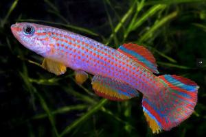 Striped Killifish Thumbnail