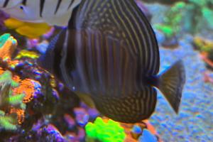 Red sea sailfin tang Thumbnail