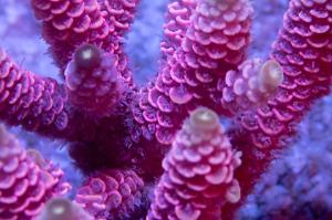 Pink Millepora Aussie Acropora