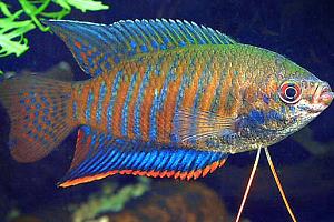 Banded Gourami Thumbnail