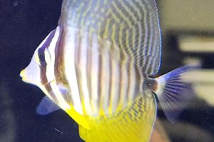 Sailfin Tang Thumbnail