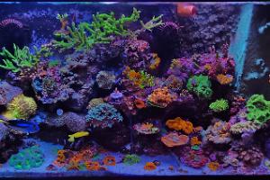 ERM'S REEF on 2023-09-09