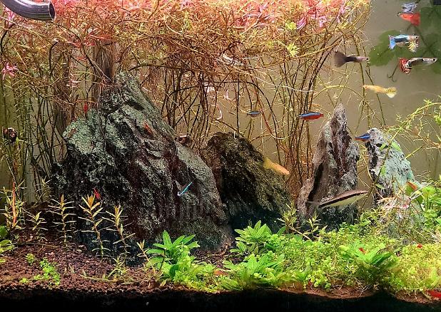 45CM Planted Shrimp Tank on 2023-09-09T12:40:24.729084Z[GMT]