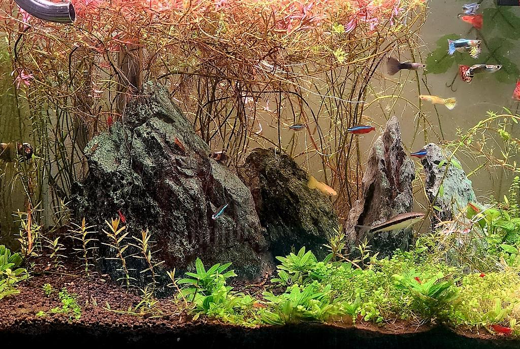 45CM Planted Shrimp Tank on 2023-09-09T12:40:24.729084Z[GMT]