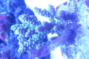 Acropora Tenius Thumbnail