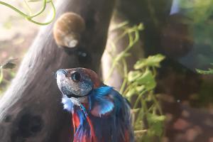 Crowntail Betta Thumbnail