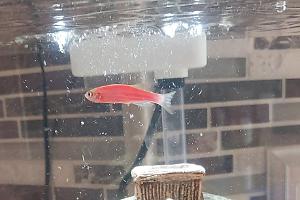 GloFish Starfire Red Danio Thumbnail