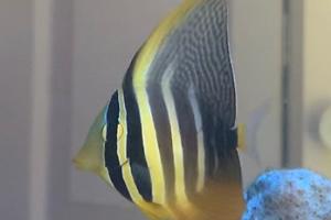 Sailfin Tang Thumbnail