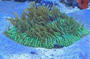 Metallic Green Short Tentacle Plate Coral Thumbnail