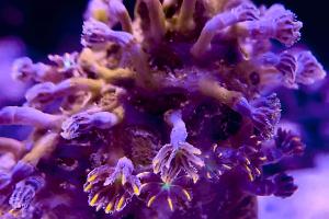 Firework clove polyp Thumbnail