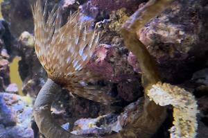 Feather duster worm Thumbnail