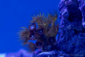 Yellow Polyps Thumbnail