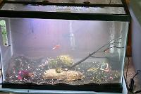 Jess 20 Gallon Tank on 2023-09-13T14:39:30.840242Z[GMT]