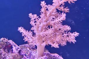 Kenya Tree Coral Thumbnail