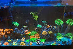 10g Nano Reef Thumbnail