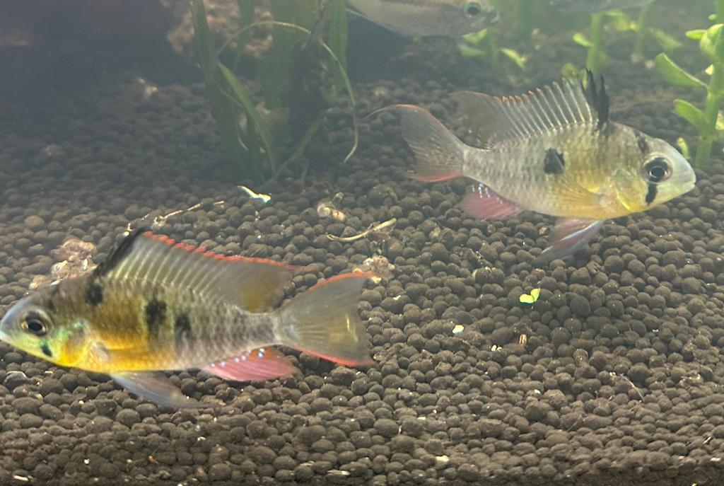 Bolivian Ram