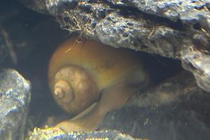 Apple Snail