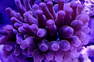 Rose Bubble Tip Anemone  Thumbnail