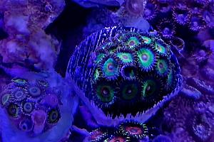 Rasta Zoanthid Thumbnail