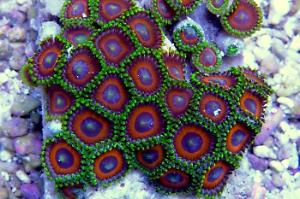 Eagle Eye Zoanthid Thumbnail