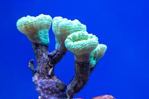 Candy Cane Coral Thumbnail