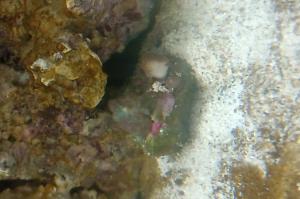 mushroom coral  Thumbnail