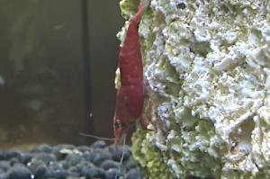 Cherry Shrimp Thumbnail