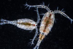 Copepod Thumbnail