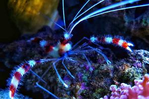 coral banded shrimp Thumbnail