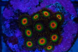 Rasta Zoa Thumbnail