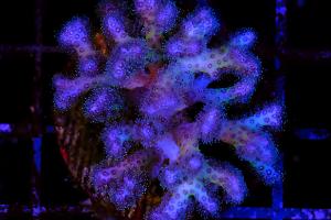 Pocillopora Damicornis Blue Thumbnail